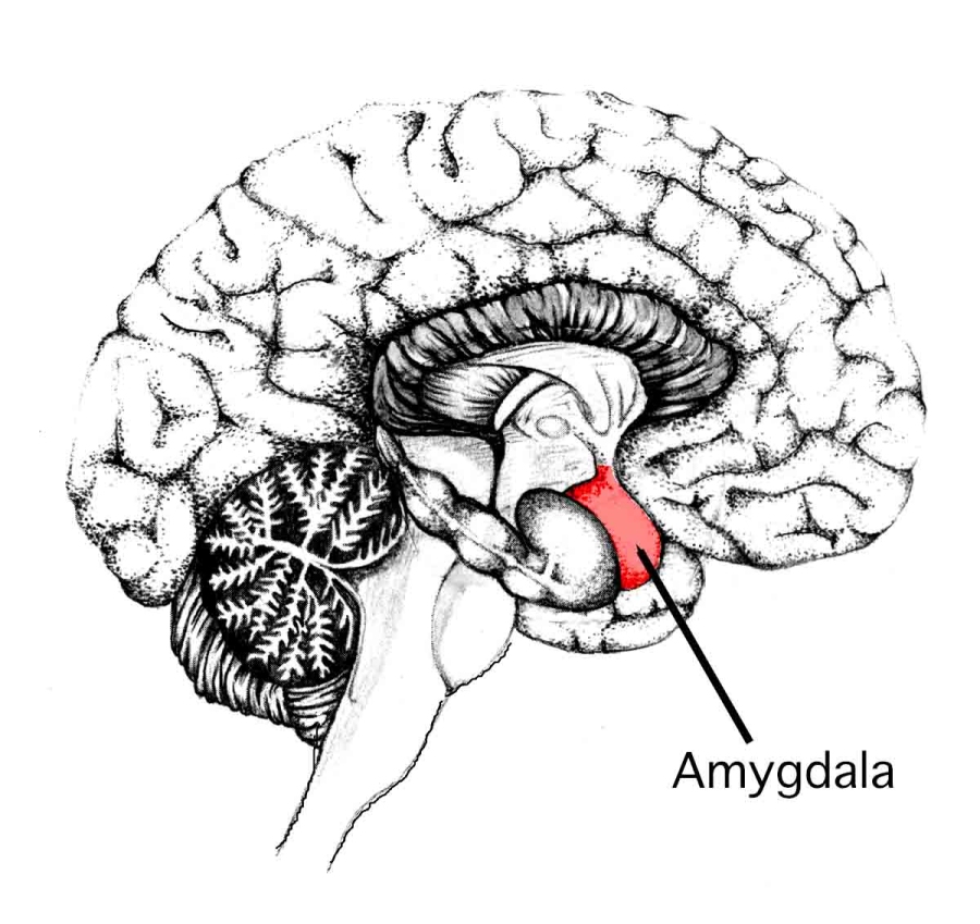 amygdala3.jpg